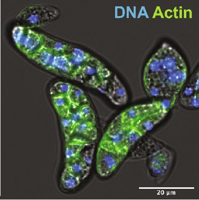 amoebidium cells stained to show F-actin (green, most of protist's body) and DNA (blue, intermittent blobs throughout body).