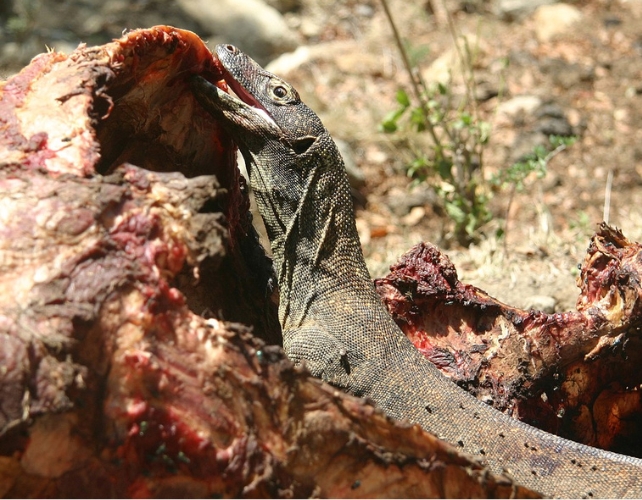 A komodo dragon eating something