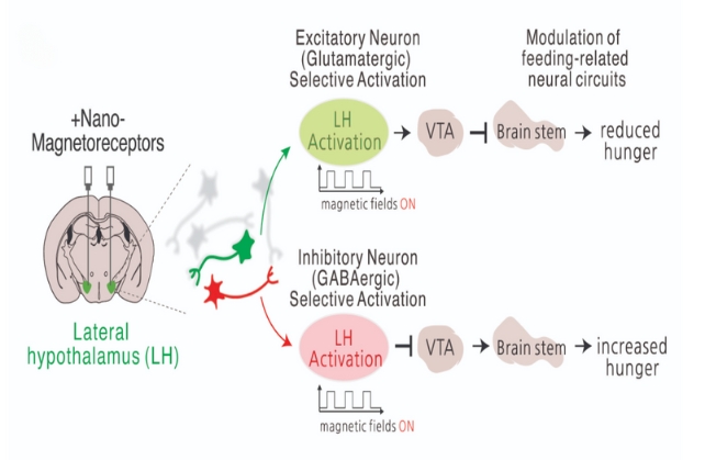 A graphic showing how magnetic stimulation influenced feeding behavior